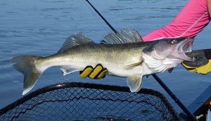 Walleye – Tri Cities Tackle
