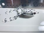 Top Water Frog Snow Leopard